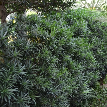 Podocarpus macrophyllus 'Maki' - Chinese Shrub Yew