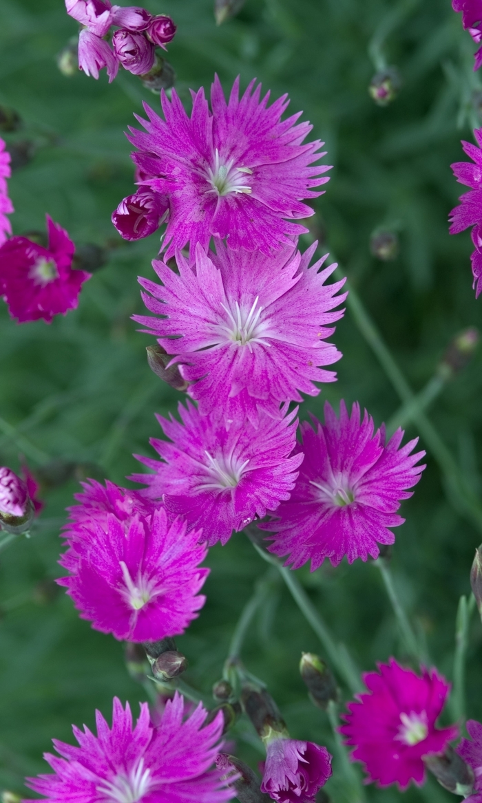 Pinks-Cheddar - Dianthus gratianopolitanus 'Firewitch' from Hackney Nursery