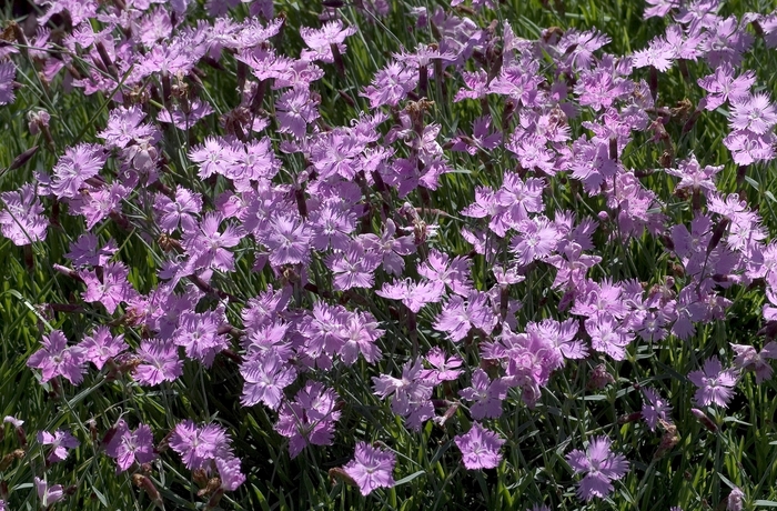 Pinks - Dianthus 'Baths Pink' from Hackney Nursery