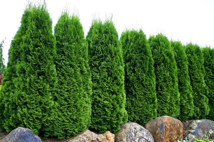 Emerald Arborvitae - Thuja occidentalis 'Emerald' from Hackney Nursery