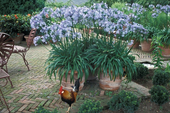 African Lily - Agapanthus from Hackney Nursery