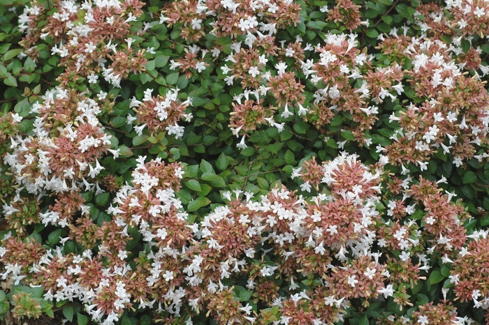 Rose Creek Glossy Abelia - Abelia x grandiflora 'Rose Creek' from Hackney Nursery