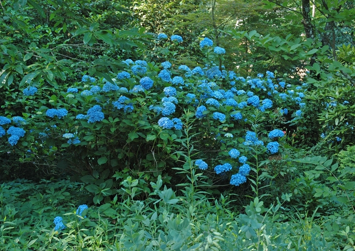 Dooley Hydrangea - Hydrangea macrophylla 'Dooley' from Hackney Nursery