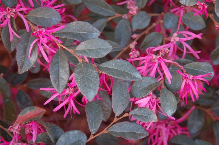 Chinese Loropetalum - Loropetalum chinense 'var. rubrum' from Hackney Nursery