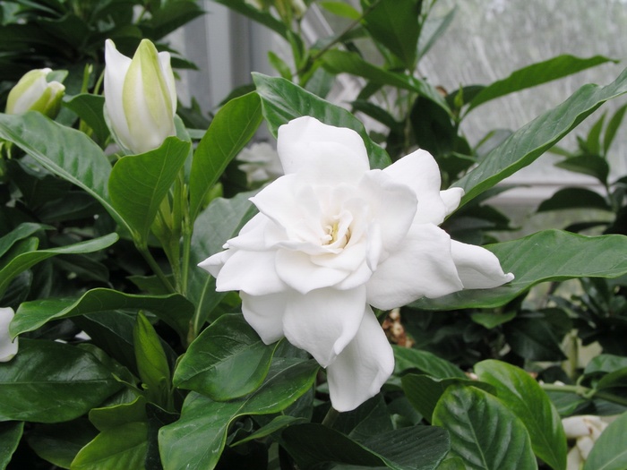 Gardenia - Gardenia jasminoides 'August Beauty' from Hackney Nursery