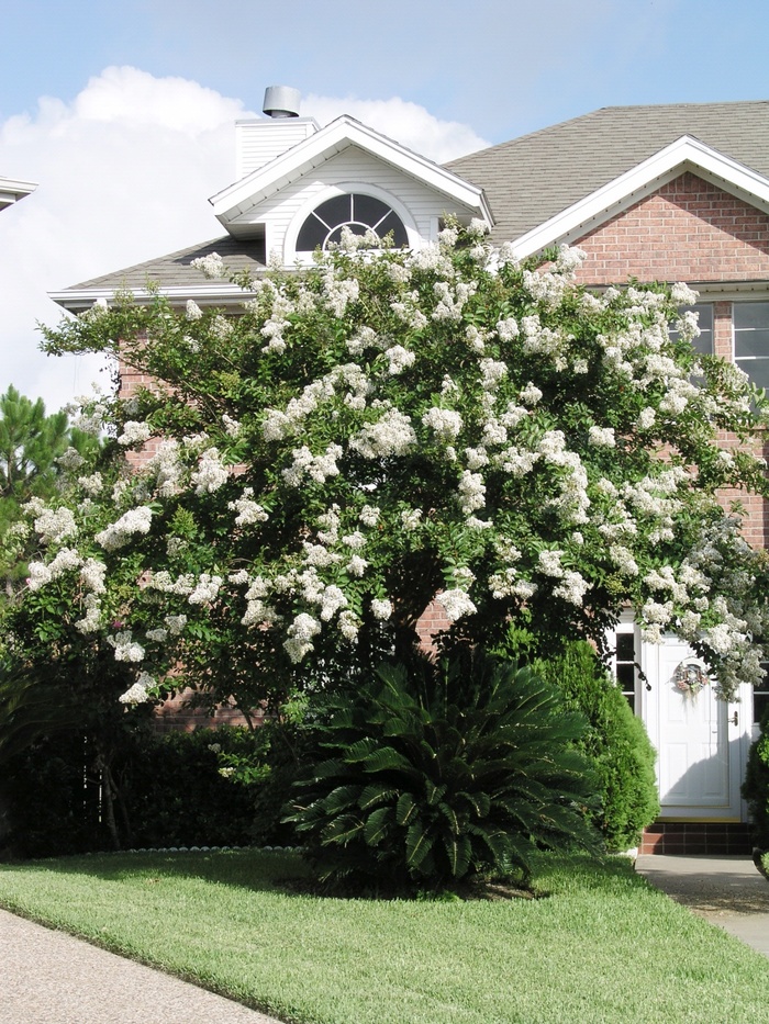 Crape Myrtle - Lagerstroemia 'Natchez' from Hackney Nursery