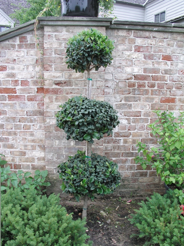 3 Tier Topiary Waxleaf Ligustrum - Ligustrum japonicum 'Texanum - Topiary' from Hackney Nursery