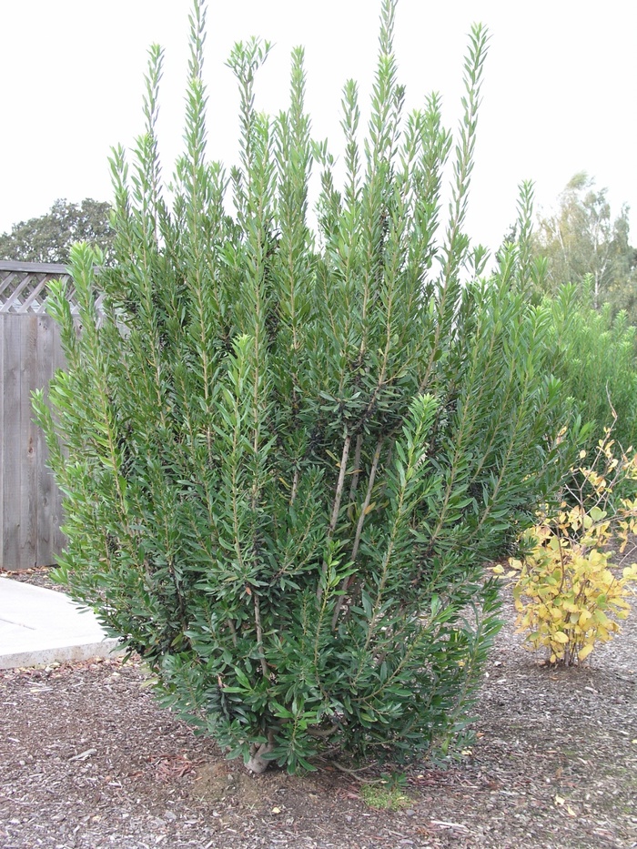 Pacific Wax Myrtle - Myrica californica from Hackney Nursery