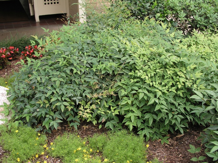 Nandina - Nandina domestica 'Harbour Dwarf' from Hackney Nursery