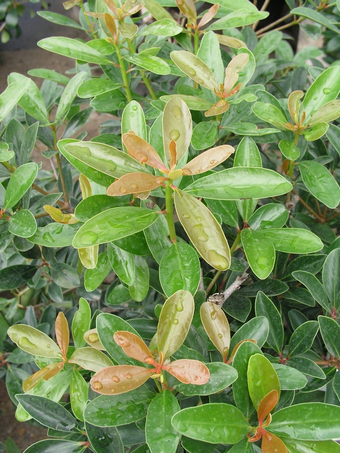 Cleyera - Ternstroemia gymnathera 'Copper Crown' from Hackney Nursery