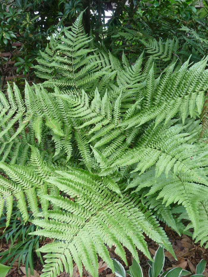 Autumn Fern - Dryopteris erythrosora from Hackney Nursery