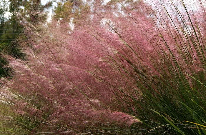 Pink Muhlygrass - Muhlenbergia capillaris from Hackney Nursery Pink Muhlygrass - Muhlenbergia capillaris from Hackney Nursery