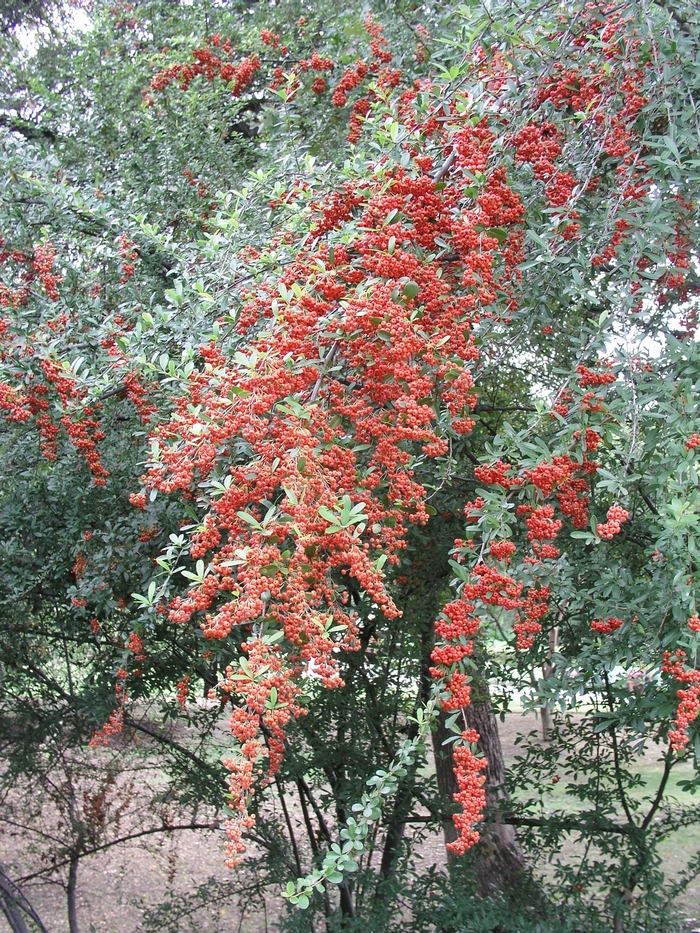 Pyracantha - Pyracantha coccinea 'Lalandei' from Hackney Nursery