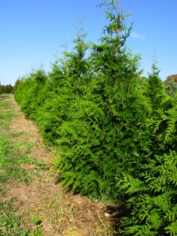 Green Giant Arborvitae - Thuja 'Green Giant' from Hackney Nursery