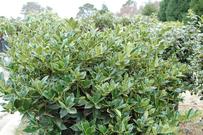 Carissa Holly - Ilex cornuta ''Carissa'' from Hackney Nursery