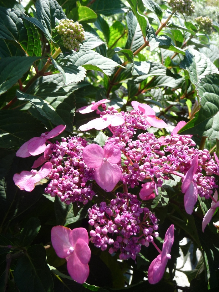 Endless Summer® Twist and Shout™ - Hydrangea macrophylla 'Twist and Shout™' from Hackney Nursery