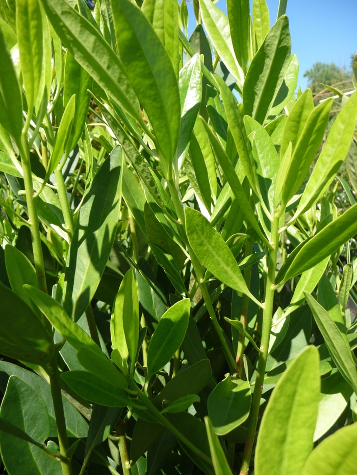 Yellow Anise Tree - Illicium parviflorum from Hackney Nursery