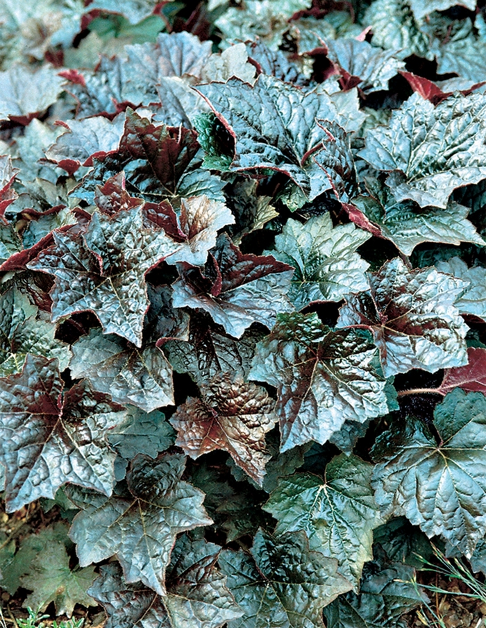 Coral Bells - Heuchera americana 'Palace Purple' from Hackney Nursery