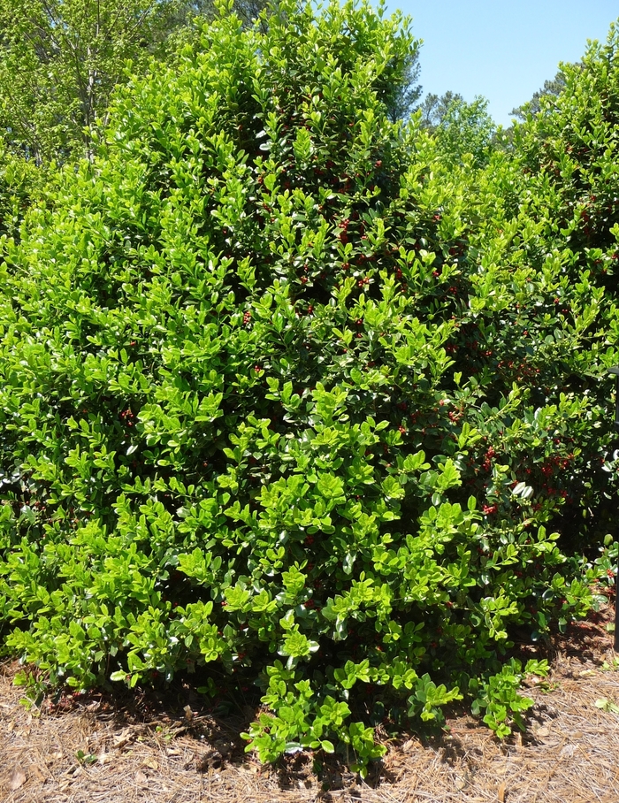 Needlepoint Holly - Ilex cornuta 'Needlepoint' from Hackney Nursery