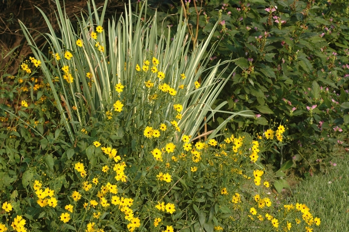 Striped Japanese Iris - Iris ensata 'Variegata' from Hackney Nursery