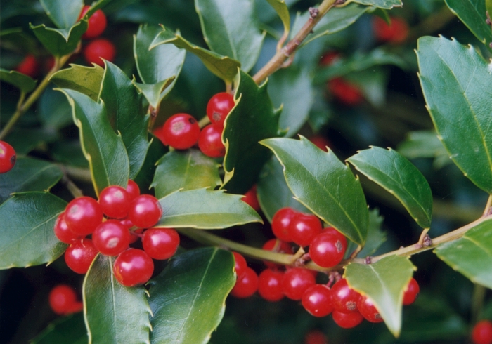 Holly Nellie R. Stevens - Ilex x Nellie R. Stevens from Hackney Nursery