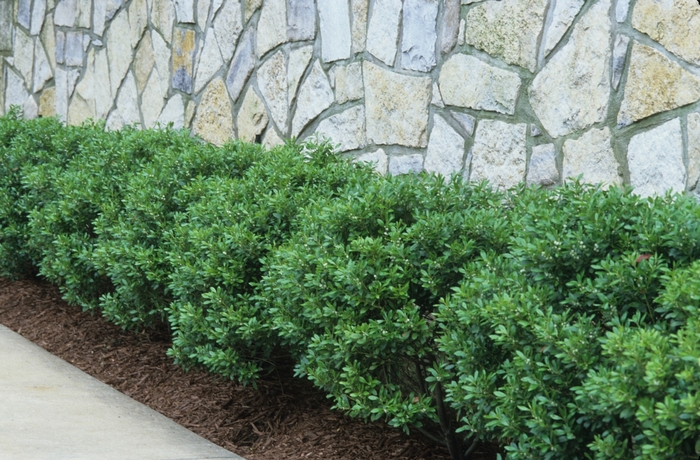 Soft Touch Holly - Ilex crenata 'Soft Touch' from Hackney Nursery