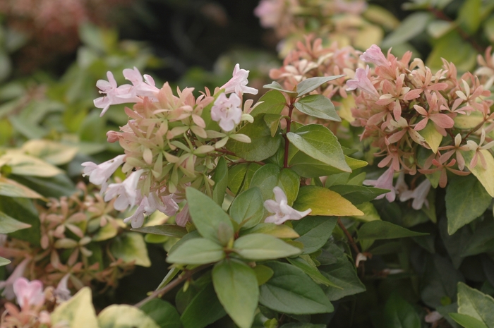 Canyon Creek Glossy Abelia - Abelia x 'Canyon Creek' from Hackney Nursery