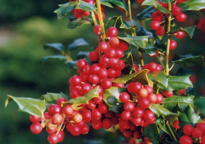 China Girl® Holly - Ilex x meserveae 'Mesog' from Hackney Nursery