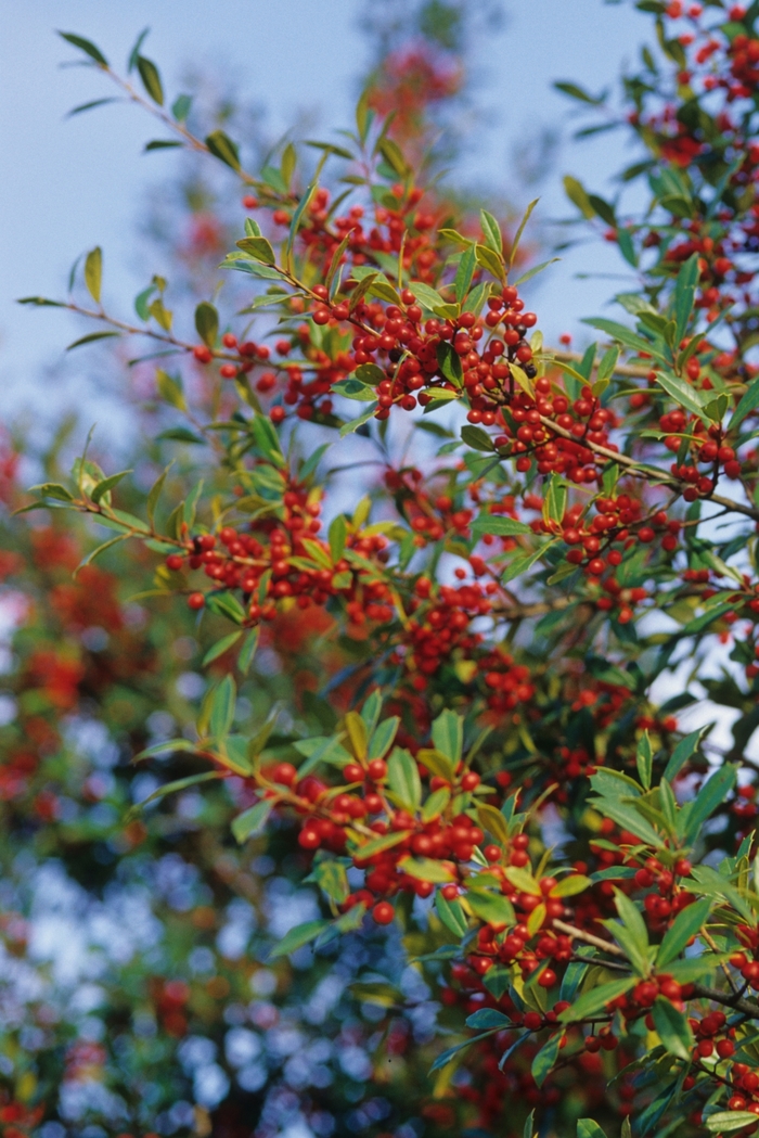 Foster Holly - Ilex attenuata 'Fosteri' from Hackney Nursery Foster Holly - Ilex attenuata 'Fosteri' from Hackney Nursery