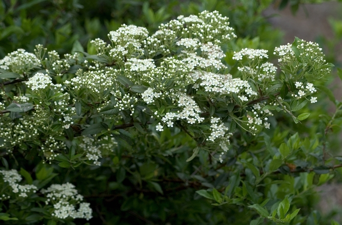 European Firethorn - Pyracantha coccinea 'Mojave' from Hackney Nursery European Firethorn - Pyracantha coccinea 'Mojave' from Hackney Nursery