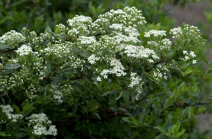 European Firethorn - Pyracantha coccinea 'Mojave' from Hackney Nursery