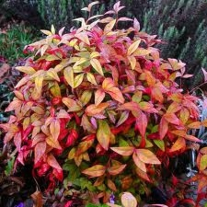 Dwarf Nandina - Nandina domestica 'Firepower' from Hackney Nursery