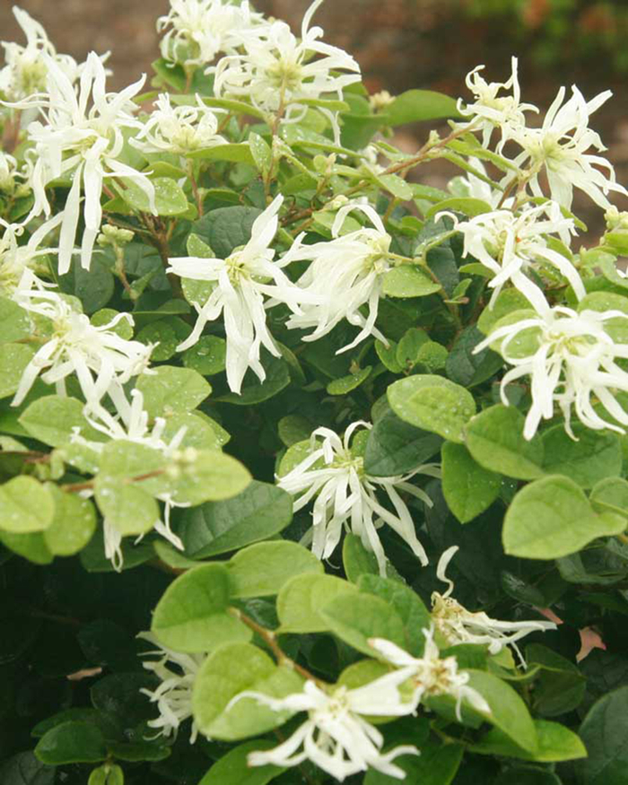 Loropetalum - Loropetalum chinensis 'Emerald Snow' from Hackney Nursery