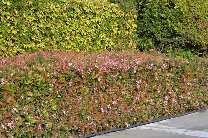 Edward Goucher Abelia - Abelia x grandiflora 'Edward Goucher' from Hackney Nursery