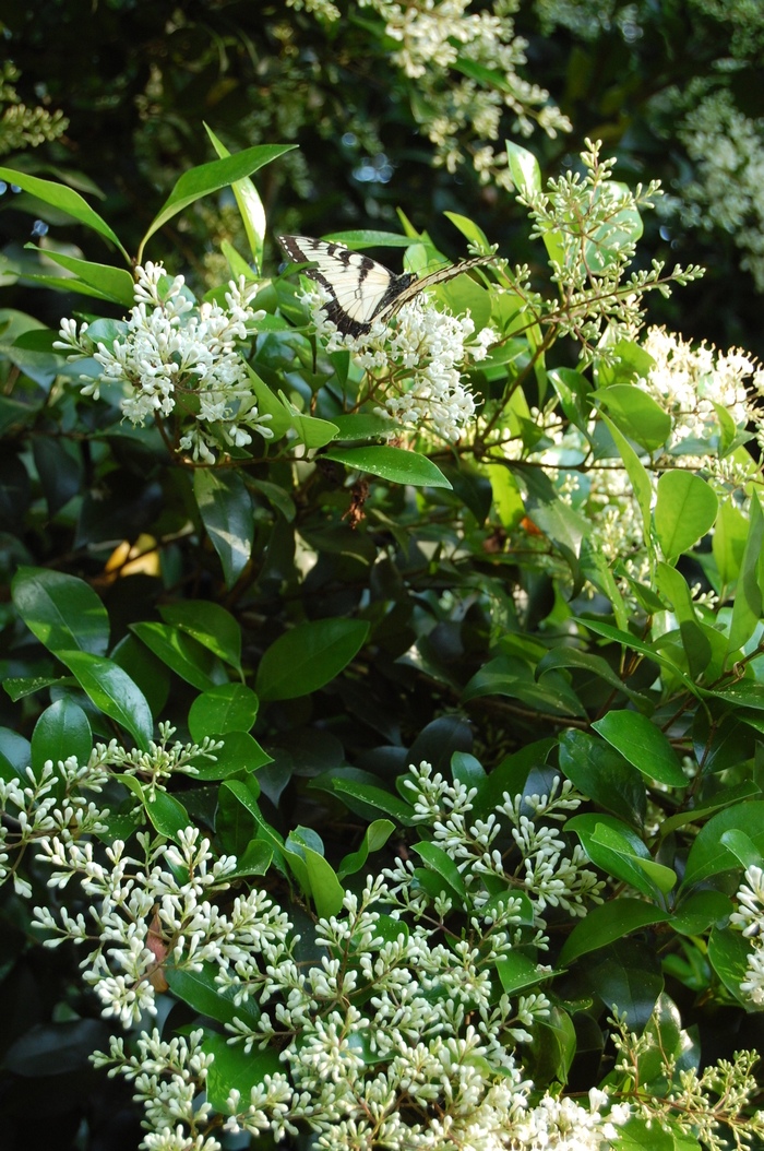Waxleaf Ligustrum - Ligustrum japonicum from Hackney Nursery