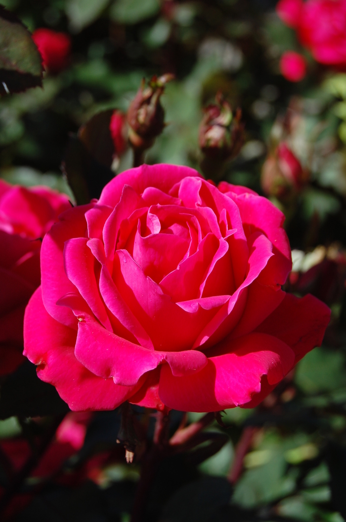 The Pink Double Knock Out® Rose - Rosa 'Radtkopink' from Hackney Nursery