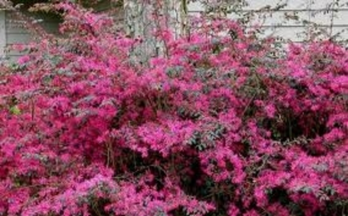 Chinese Fringeflower - Loropetalum chinensis var. rubrum 'Daruma' from Hackney Nursery