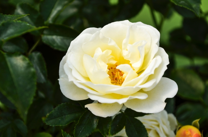 Popcorn Drift® - Rosa 'Novarospop' from Hackney Nursery Popcorn Drift® - Rosa 'Novarospop' from Hackney Nursery