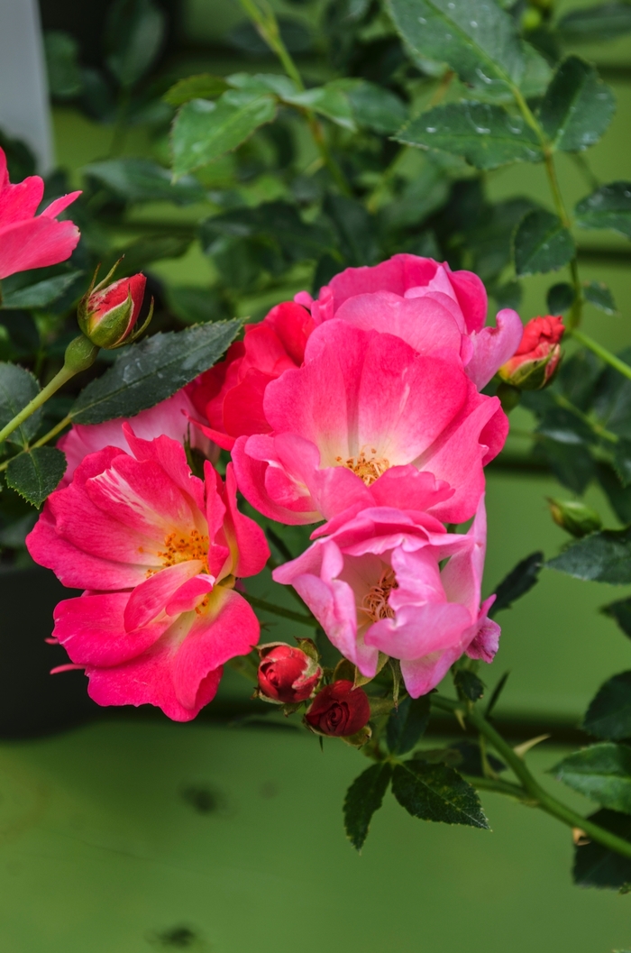 Pink Drift® - Rosa 'Meijocos' from Hackney Nursery