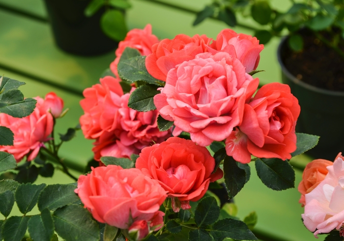 Coral Drift® Rose - Rosa 'Meidrifora' from Hackney Nursery