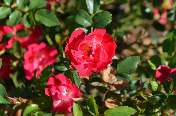 Red Drift® Rose - Rosa 'Meigalpio' from Hackney Nursery