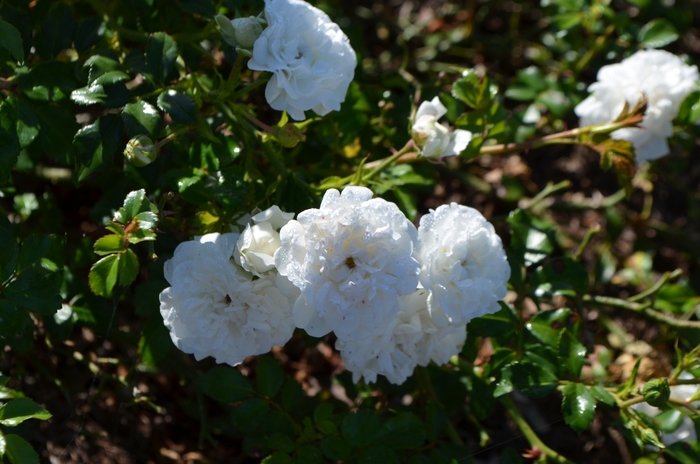 Icy Drift® Shrub Rose - Rosa 'Icy Drift®' from Hackney Nursery