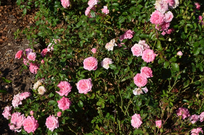 'Sweet Drift®' Rose - Rosa 'Meiswetdom' from Hackney Nursery