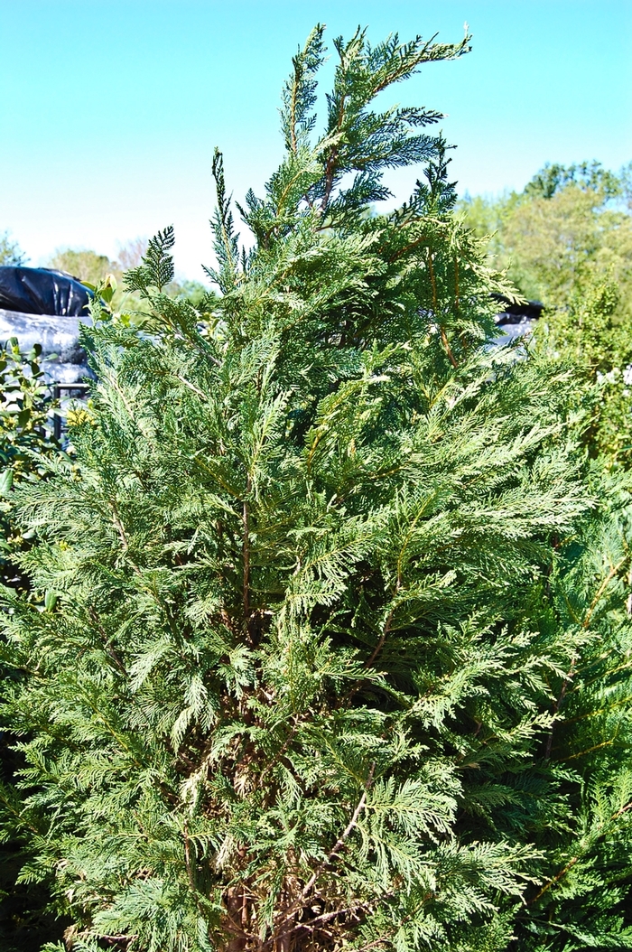 Leyland Cypress - Cupressocyparis leylandii from Hackney Nursery
