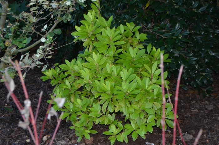 Florida Anise - Illicium parviflorum 'Florida Sunshine' from Hackney Nursery