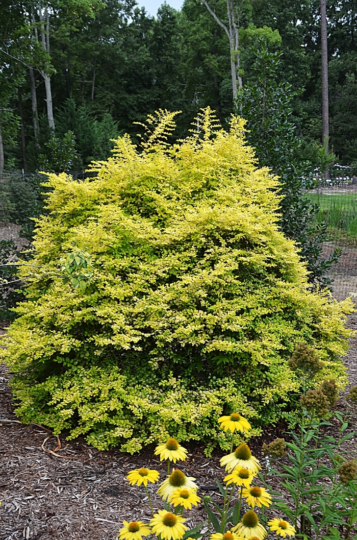 Sunshine Ligustrum - Ligustrum sinese 'Sunshine' from Hackney Nursery