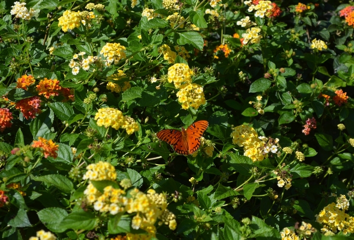 Yellow Lantana - Lantana camara 'Chapel Hill Yellow' from Hackney Nursery