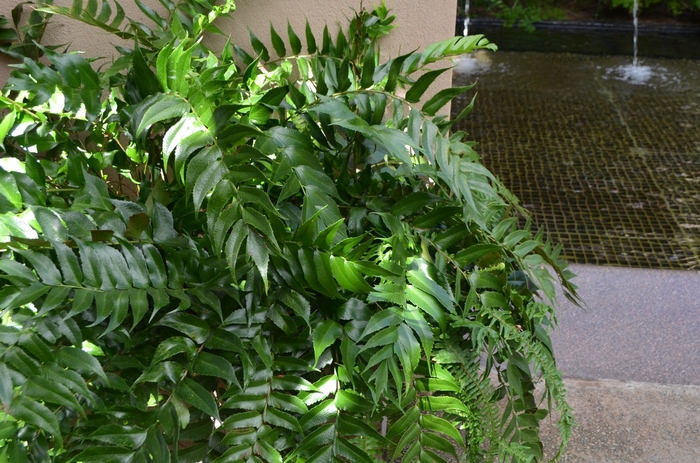 Holly Fern - Cyrtomium falcatum 'Rochfordianum' from Hackney Nursery