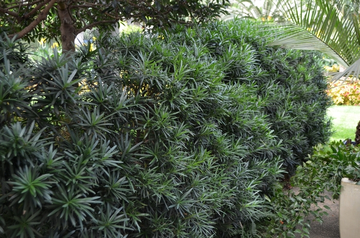 Chinese Shrub Yew - Podocarpus macrophyllus 'Maki' from Hackney Nursery Chinese Shrub Yew - Podocarpus macrophyllus 'Maki' from Hackney Nursery