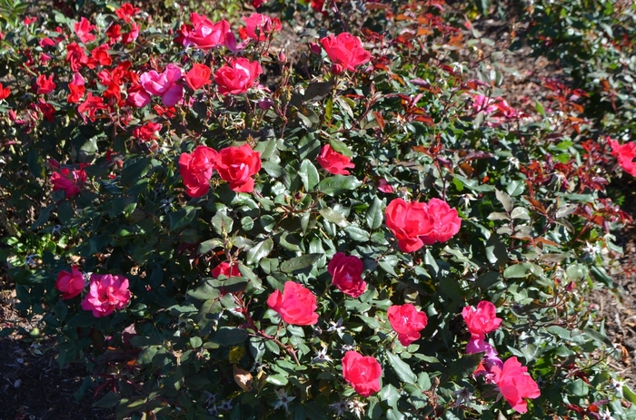 Rose - Rosa 'Knock Out Red' from Hackney Nursery
